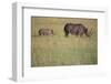 Black Rhinoceros-DLILLC-Framed Photographic Print