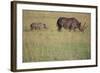 Black Rhinoceros-DLILLC-Framed Photographic Print