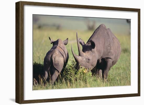 Black Rhinoceros-DLILLC-Framed Photographic Print