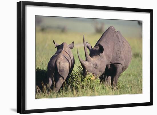 Black Rhinoceros-DLILLC-Framed Photographic Print