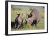 Black Rhinoceros-DLILLC-Framed Photographic Print