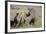 Black Rhinoceros-DLILLC-Framed Photographic Print