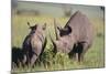 Black Rhinoceros-DLILLC-Mounted Photographic Print