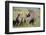 Black Rhinoceros-DLILLC-Framed Photographic Print