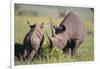 Black Rhinoceros-DLILLC-Framed Photographic Print