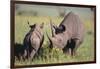 Black Rhinoceros-DLILLC-Framed Photographic Print