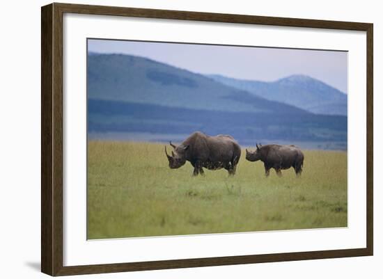 Black Rhinoceros-DLILLC-Framed Photographic Print