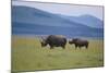 Black Rhinoceros-DLILLC-Mounted Photographic Print