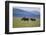 Black Rhinoceros-DLILLC-Framed Photographic Print