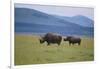 Black Rhinoceros-DLILLC-Framed Photographic Print