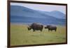 Black Rhinoceros-DLILLC-Framed Photographic Print