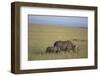 Black Rhinoceros-DLILLC-Framed Photographic Print