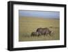 Black Rhinoceros-DLILLC-Framed Photographic Print