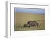 Black Rhinoceros-DLILLC-Framed Photographic Print