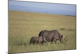 Black Rhinoceros-DLILLC-Mounted Photographic Print