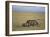 Black Rhinoceros-DLILLC-Framed Photographic Print