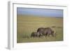 Black Rhinoceros-DLILLC-Framed Photographic Print