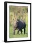 Black Rhinoceros-DLILLC-Framed Photographic Print