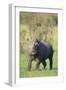 Black Rhinoceros-DLILLC-Framed Photographic Print