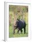 Black Rhinoceros-DLILLC-Framed Photographic Print