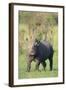 Black Rhinoceros-DLILLC-Framed Photographic Print