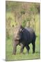 Black Rhinoceros-DLILLC-Mounted Photographic Print