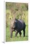 Black Rhinoceros-DLILLC-Framed Photographic Print