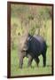 Black Rhinoceros-DLILLC-Framed Photographic Print