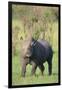 Black Rhinoceros-DLILLC-Framed Photographic Print