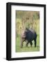 Black Rhinoceros-DLILLC-Framed Photographic Print