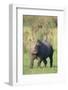 Black Rhinoceros-DLILLC-Framed Photographic Print