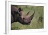 Black Rhinoceros-DLILLC-Framed Photographic Print