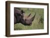 Black Rhinoceros-DLILLC-Framed Photographic Print