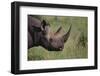 Black Rhinoceros-DLILLC-Framed Photographic Print