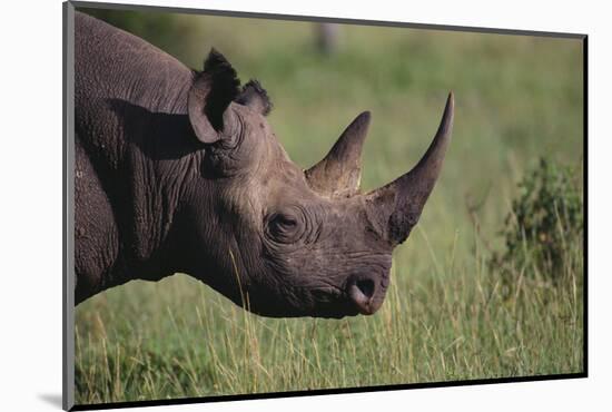 Black Rhinoceros-DLILLC-Mounted Photographic Print