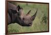 Black Rhinoceros-DLILLC-Framed Photographic Print