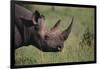 Black Rhinoceros-DLILLC-Framed Photographic Print