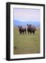 Black Rhinoceros-DLILLC-Framed Photographic Print