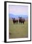 Black Rhinoceros-DLILLC-Framed Photographic Print