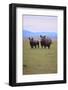 Black Rhinoceros-DLILLC-Framed Photographic Print