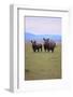 Black Rhinoceros-DLILLC-Framed Photographic Print