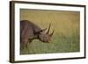 Black Rhinoceros-DLILLC-Framed Photographic Print