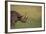 Black Rhinoceros-DLILLC-Framed Photographic Print