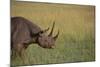 Black Rhinoceros-DLILLC-Mounted Photographic Print