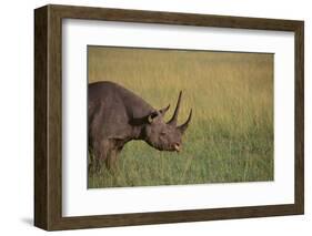 Black Rhinoceros-DLILLC-Framed Photographic Print