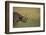 Black Rhinoceros-DLILLC-Framed Photographic Print