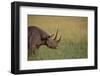 Black Rhinoceros-DLILLC-Framed Photographic Print