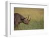 Black Rhinoceros-DLILLC-Framed Photographic Print