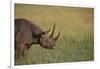 Black Rhinoceros-DLILLC-Framed Photographic Print