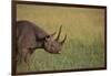 Black Rhinoceros-DLILLC-Framed Photographic Print